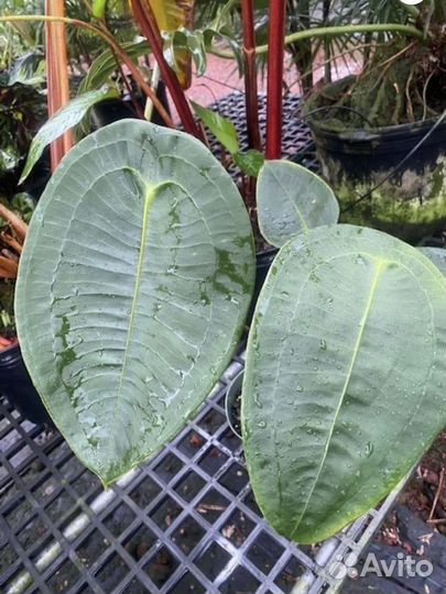 Anthurium peltigerum