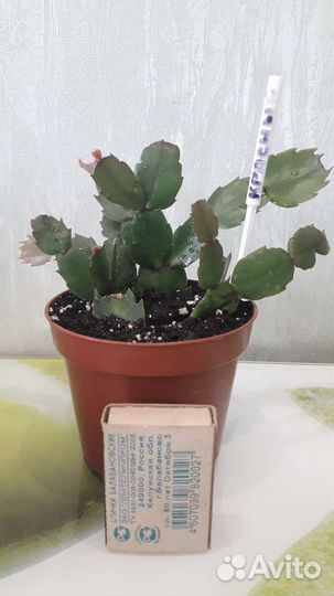 Кактусы и суккуленты