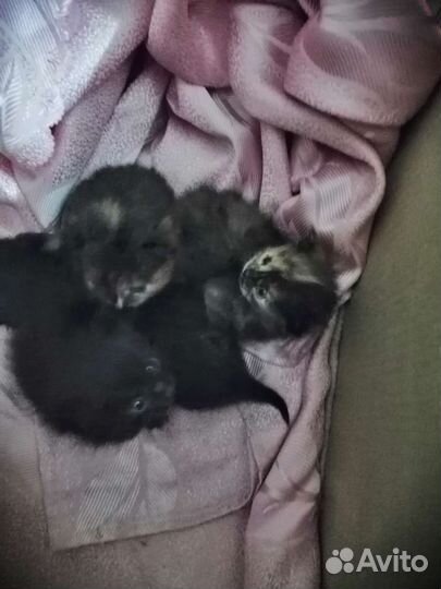 Счастье в дом