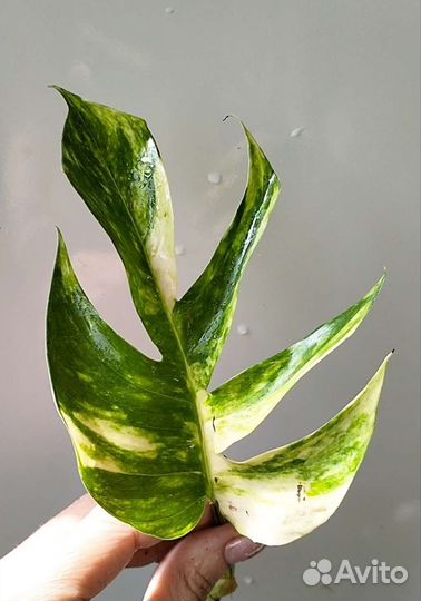 Ароидные новинки