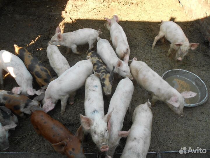 Поросята