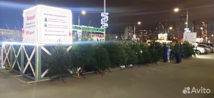 Живые новогодние елки и сосны