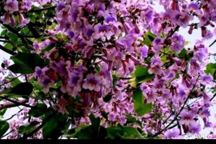 Саженцы павловния