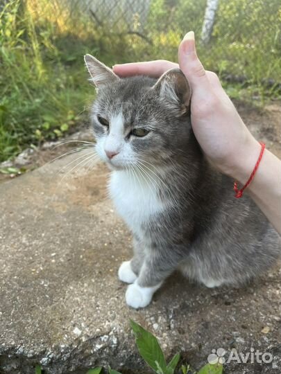 Ищем дом для этих очаровашек