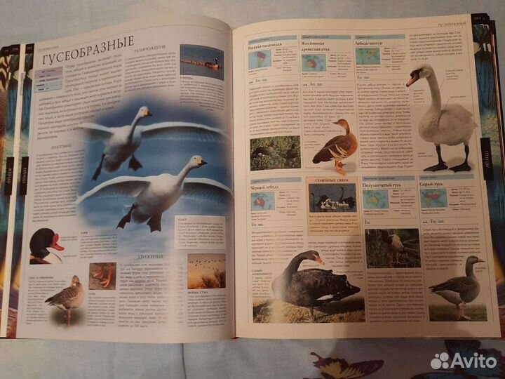 Иллюстрированная энциклопедия животных всего мира