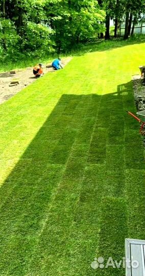 Рулонный газон