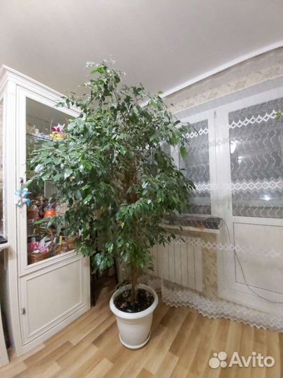 Фикум Бенджамина