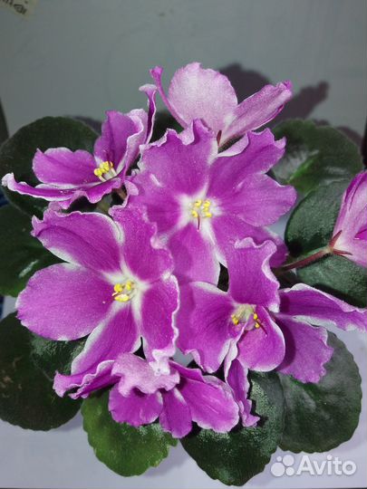 Фиалки сортовые детки