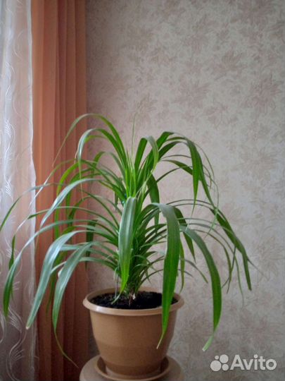 Комнатные цветы