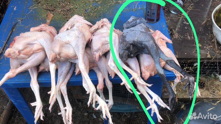 Домашние суповые тушки кур