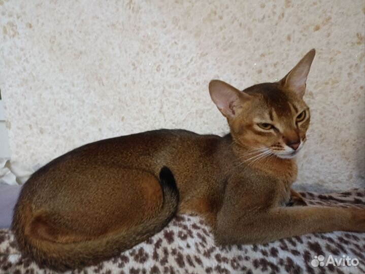 Абиссинская