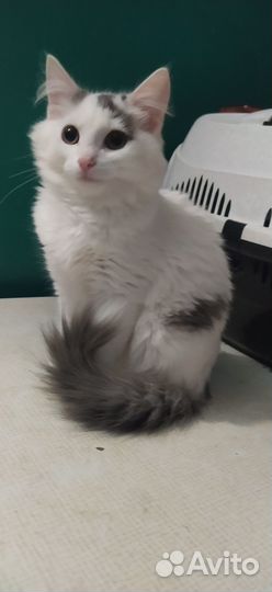 Котенок мальчик