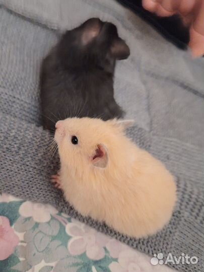 Ласковые ангорские и сирийские хомячки