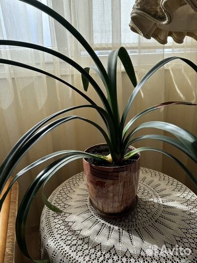 Кливия оранжевая