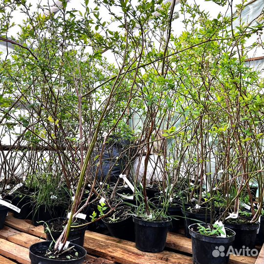 4х летние саженцы голубики Патриот