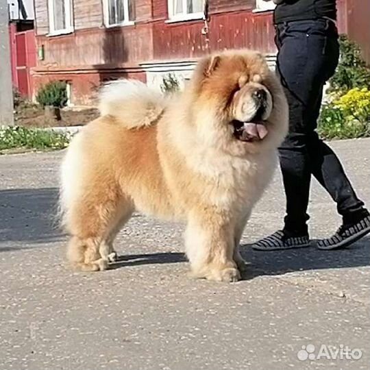 Кавалеры приглашают дам