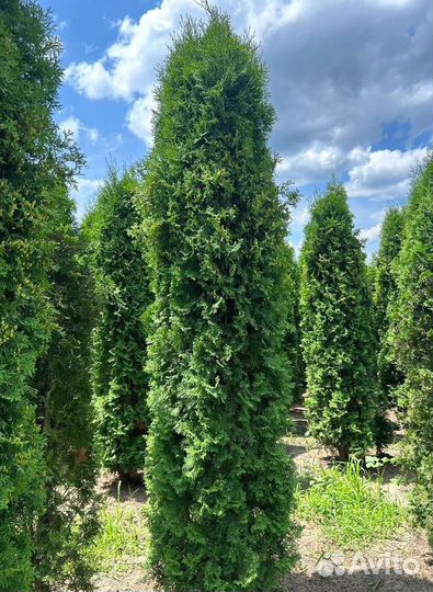 Туя Колумна