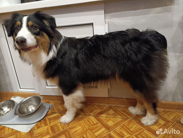 Аусси подросток девочка