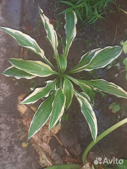 Хоста Лексайд Драгонфлай