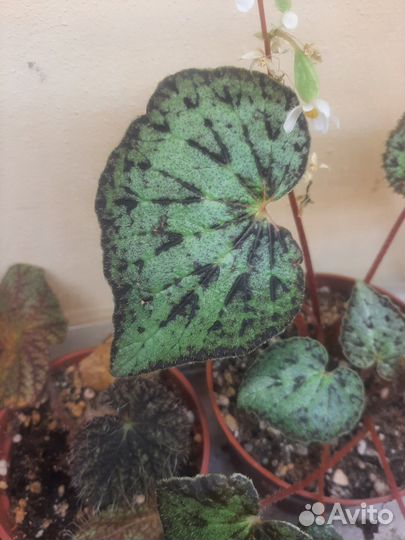 Природные бегонии