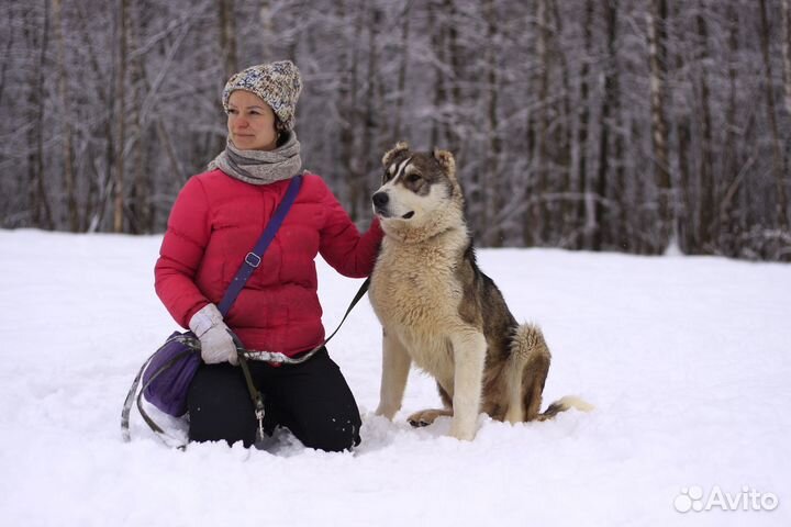 Щенок алабая Криолан