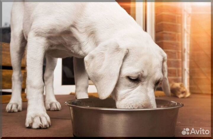 Корм для собак крупных пород