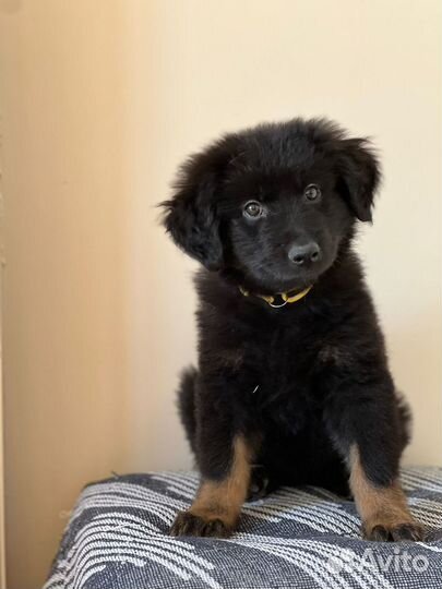 Щенки овчарки метисы черные в добрые руки