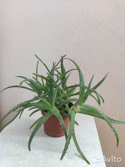 Традесканция Рео. Кактус. Драцена. Бегония. Алоэ