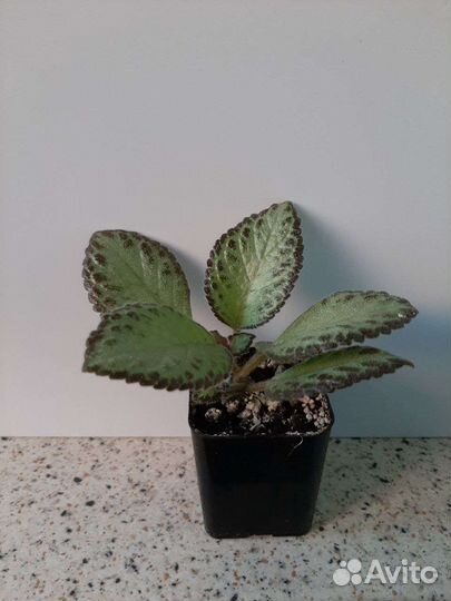 Аихризон (дерево любви)