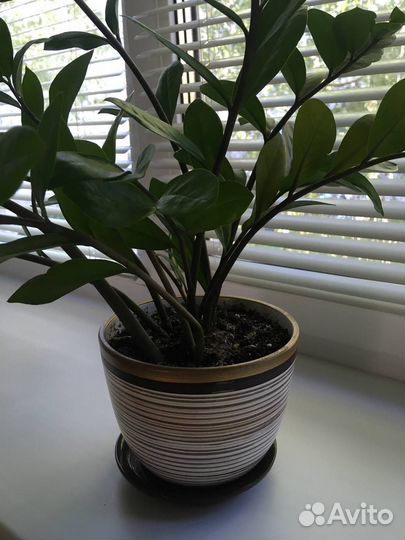 Замиокулькас