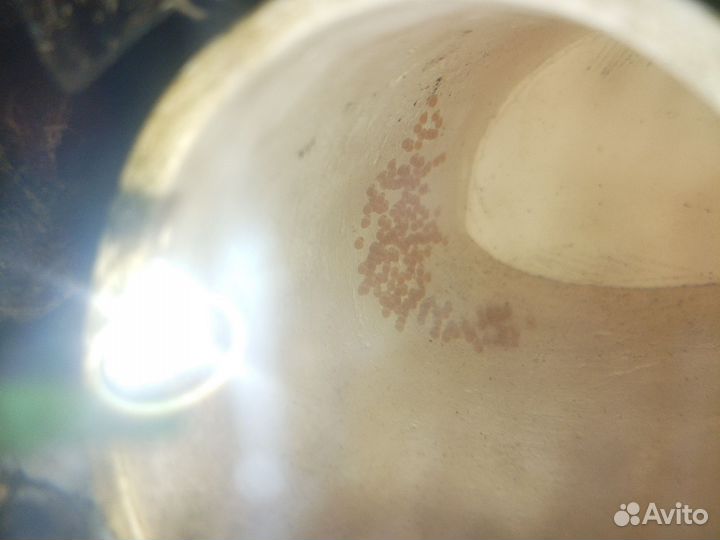 Сапфировый попугай нерестовый