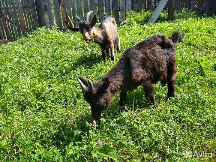 Козлята зааненская порода