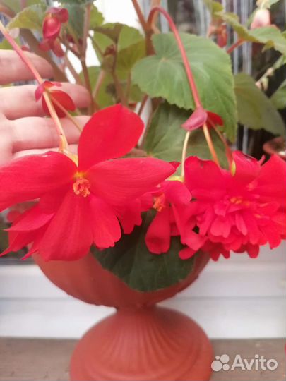 Бегония Шансон(красная)