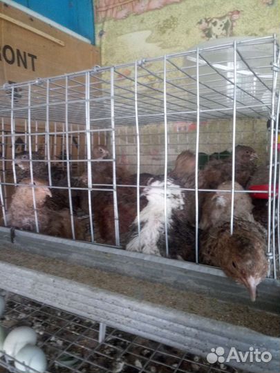 Перепела продажа