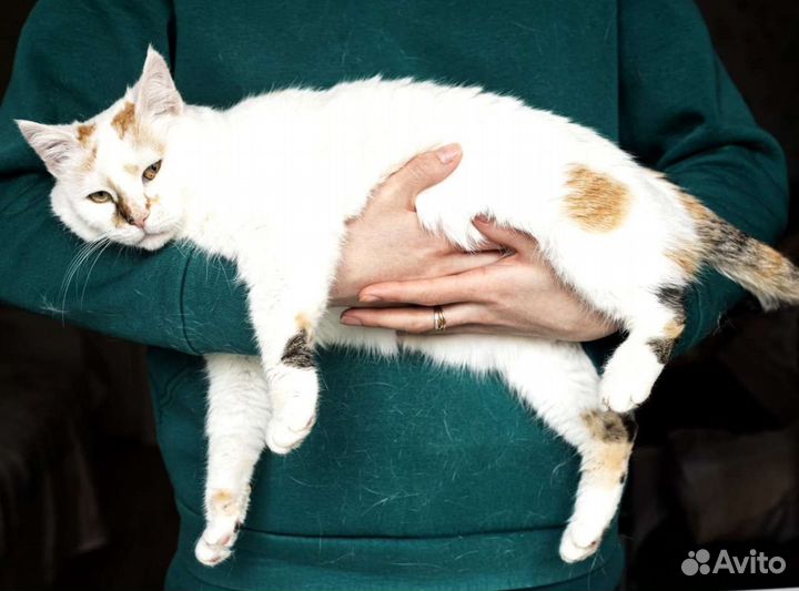 Кошка толстушка
