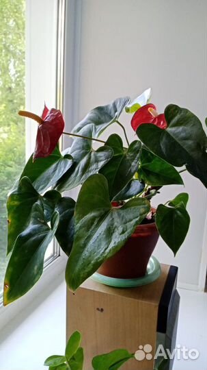 Антуриум обмен