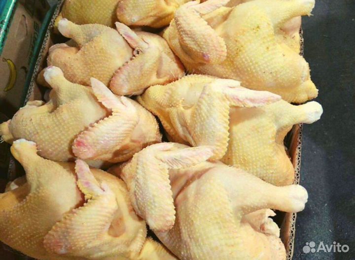 Куры домашние