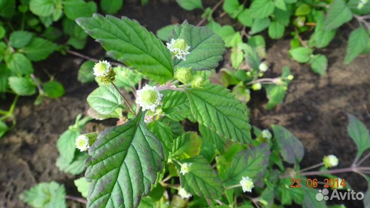 Семена Липпии сладкой