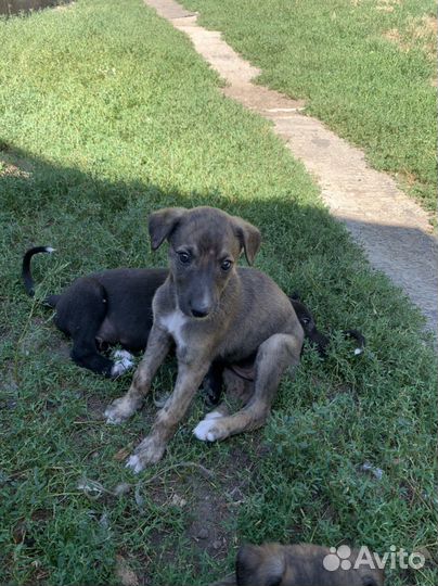 Щенки грейхаунд