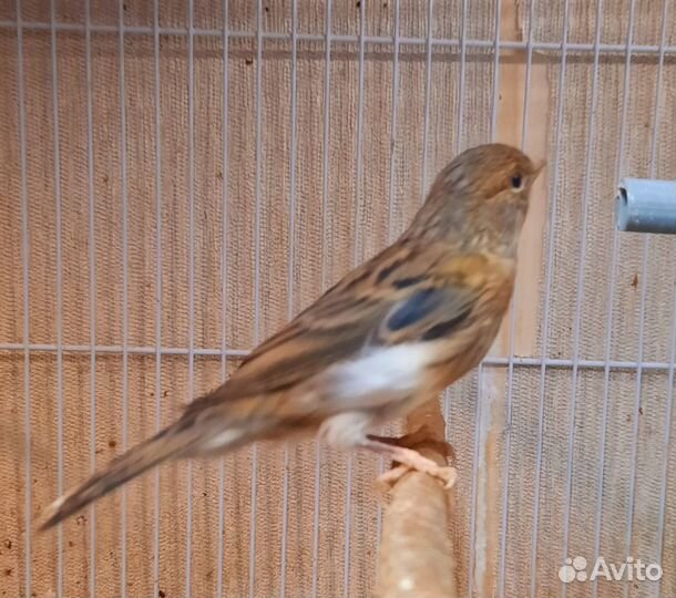 Кенар и канарейки