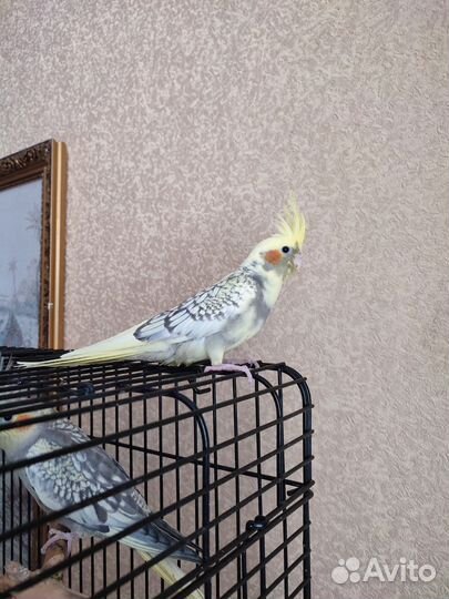 Птенцы корелла