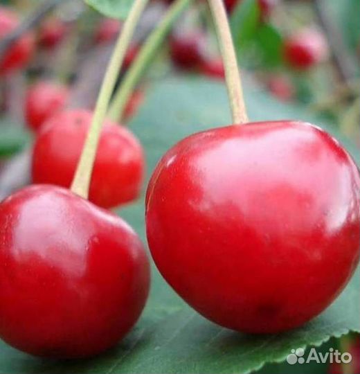 Саженцы вишни Десертная Морозовой (логри- полукарл