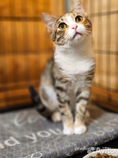 Котенок подросточек