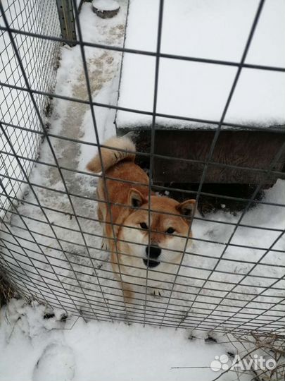 Собака сиба ину
