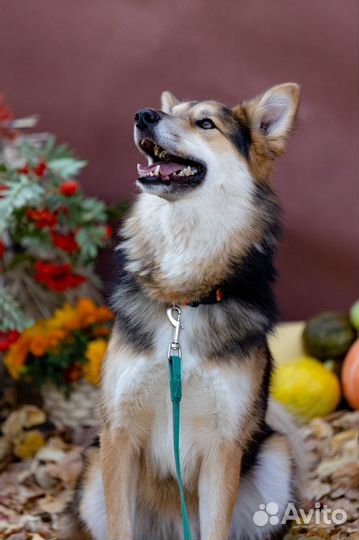 Собака Бенджамин