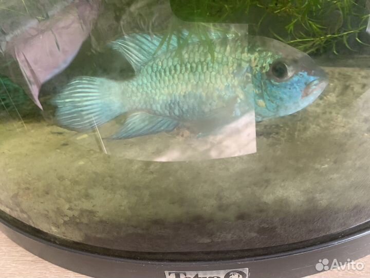 Нанокара блью электрик