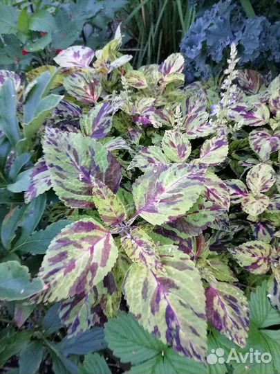 Колеусы вегетативные