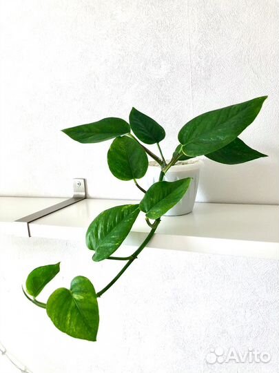 Продам сциндапсус голландский пестролистный