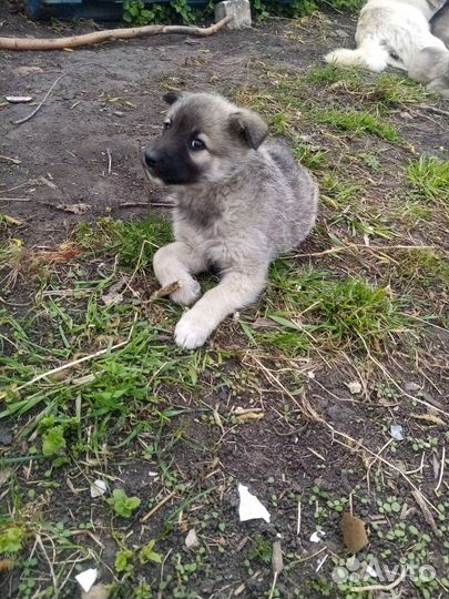 Щенки дворняги