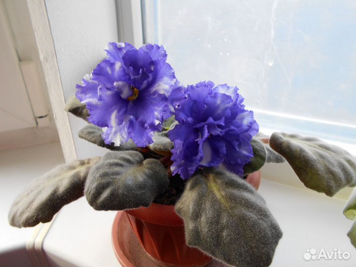 Комнатные растения